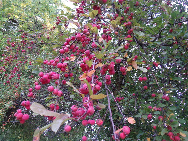 Crabapples 1  Print