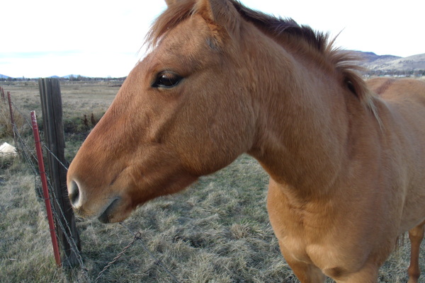 Beautiful Golden Mare 2 by Sherrie Larch