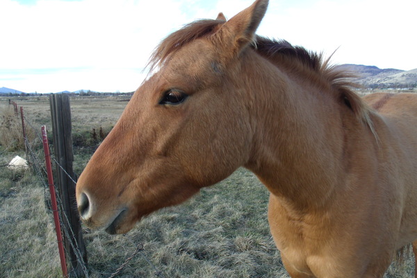 Beautiful Golden Mare 3 by Sherrie Larch
