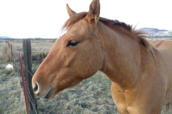 Beautiful Golden Mare 4 by Sherrie Larch