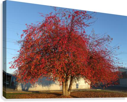 Crabapple Tree 2 Canvas Print