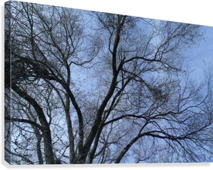February Tree 1 Canvas Print