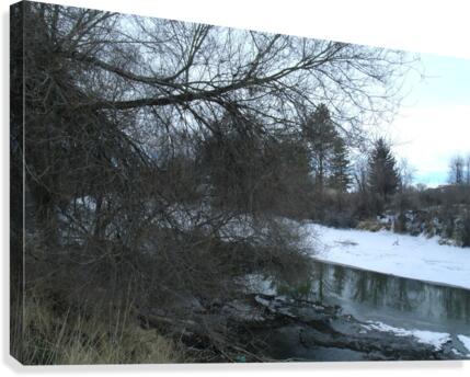 Spring Snow Trees 2  Canvas Print