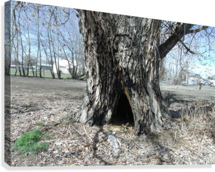 Old Trees 1  Canvas Print