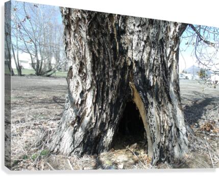 Old Trees 2  Canvas Print