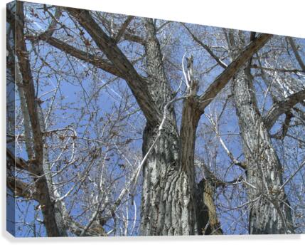 Old Trees 3  Canvas Print