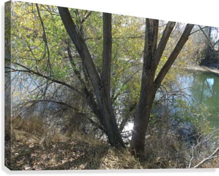 Lost River Trees 1 Canvas Print