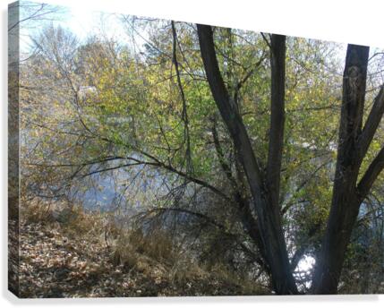 Lost River Trees 2 Canvas Print