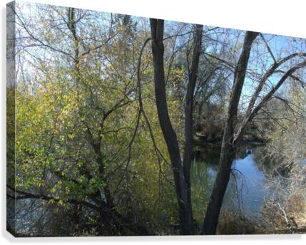 Lost River Trees 4 Canvas Print
