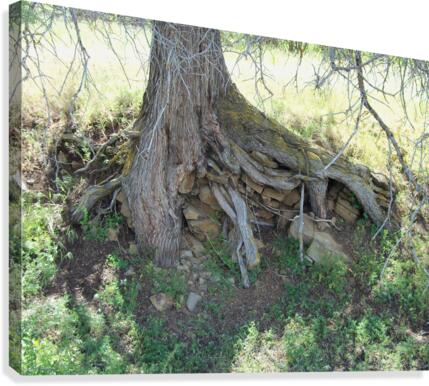 Weird Tree 1 Canvas Print