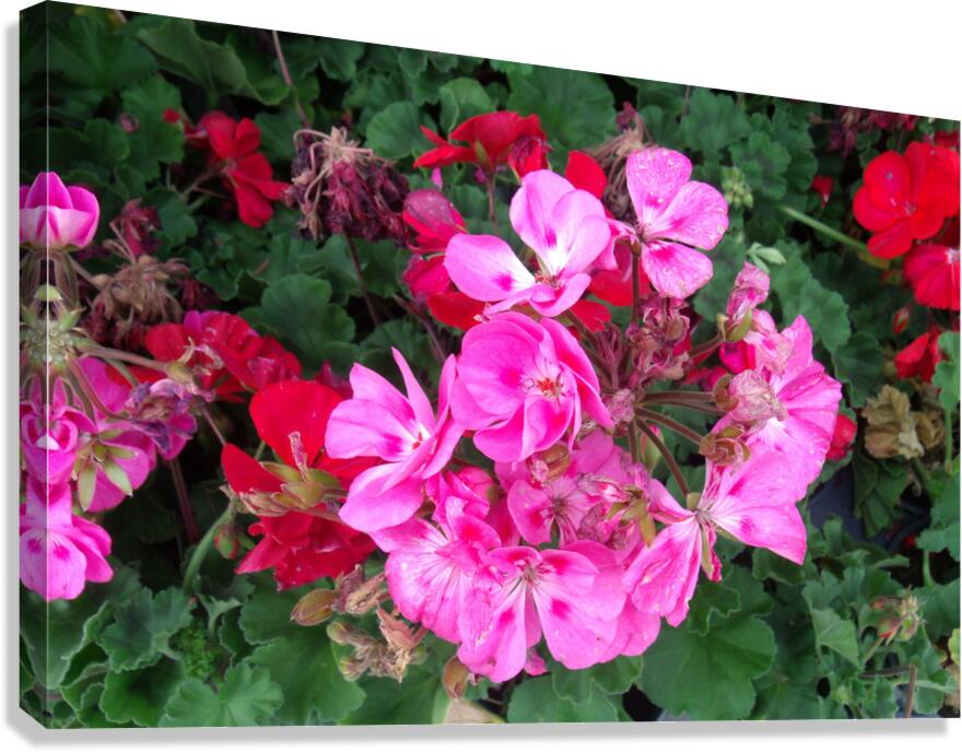 Geraniums 1 Canvas Print