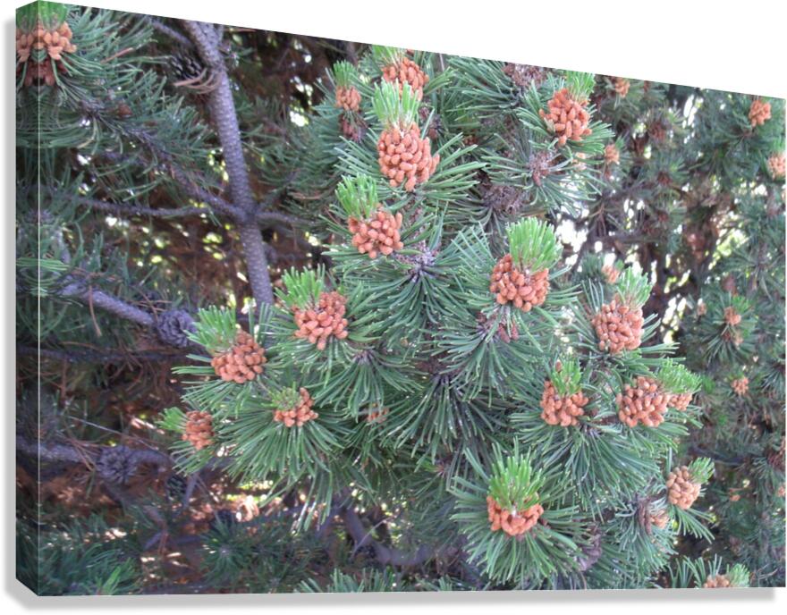 Mountain Pine 2 Canvas Print