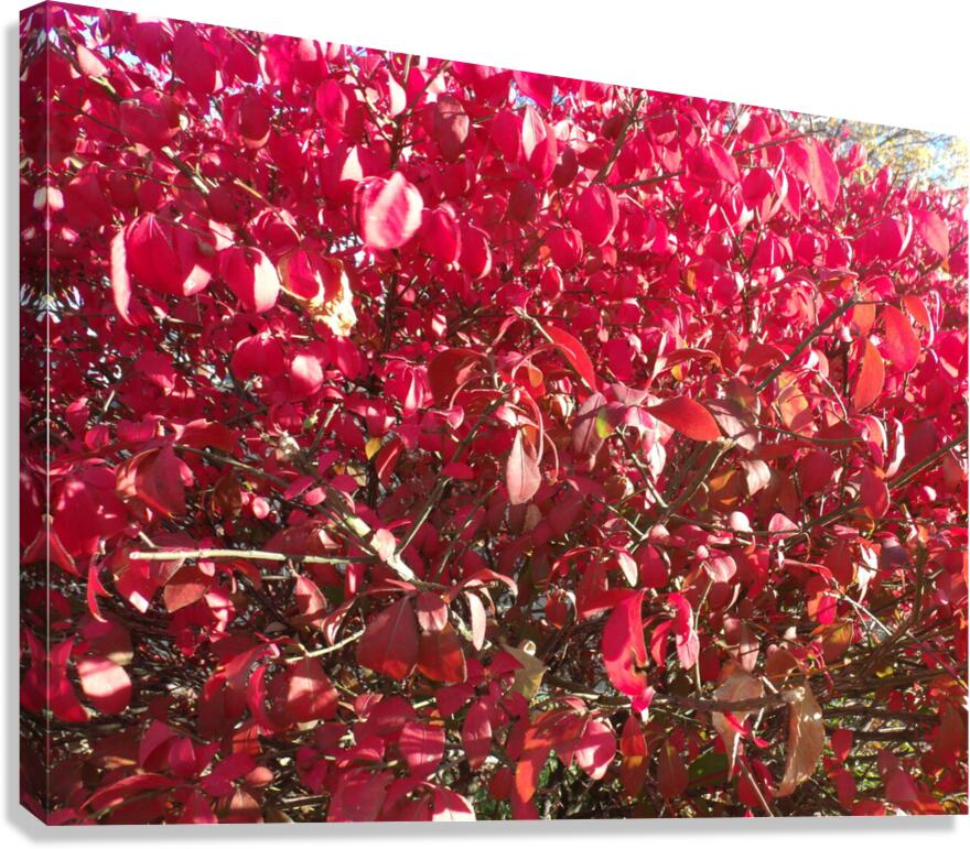 Red Leaves 2 Canvas Print