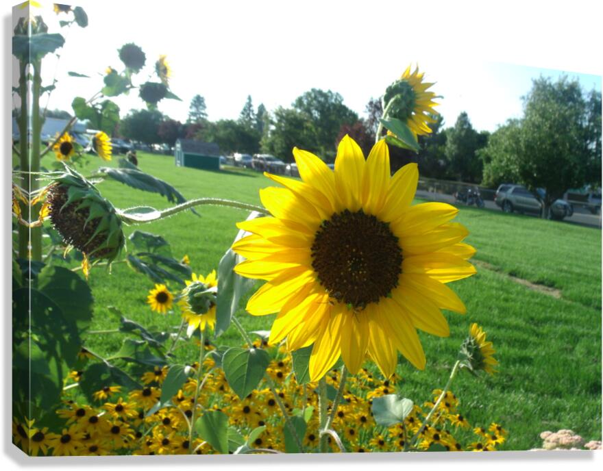 Sunflower 1 Canvas Print