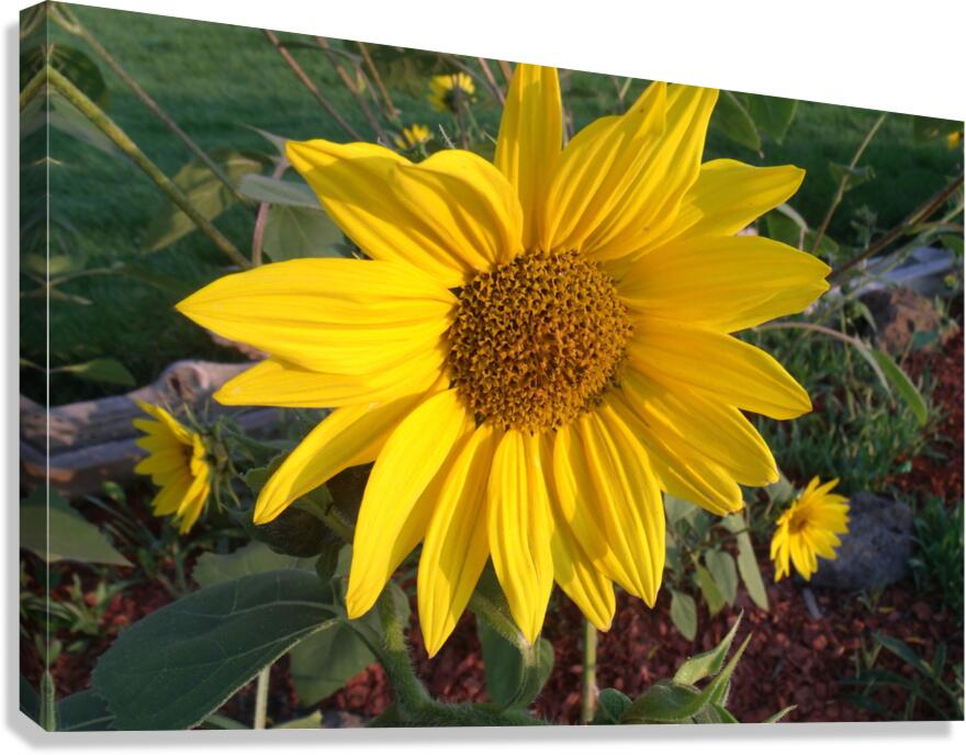 Sunflower 2 Canvas Print