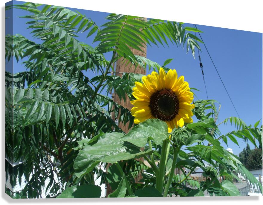 Sunflower 3 Canvas Print