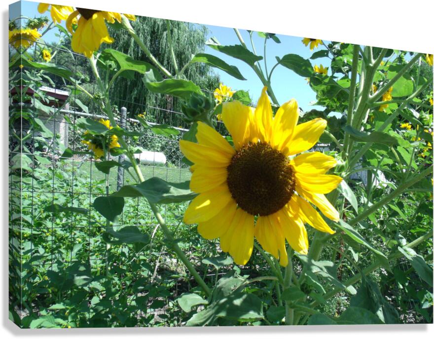Sunflower 4 Canvas Print