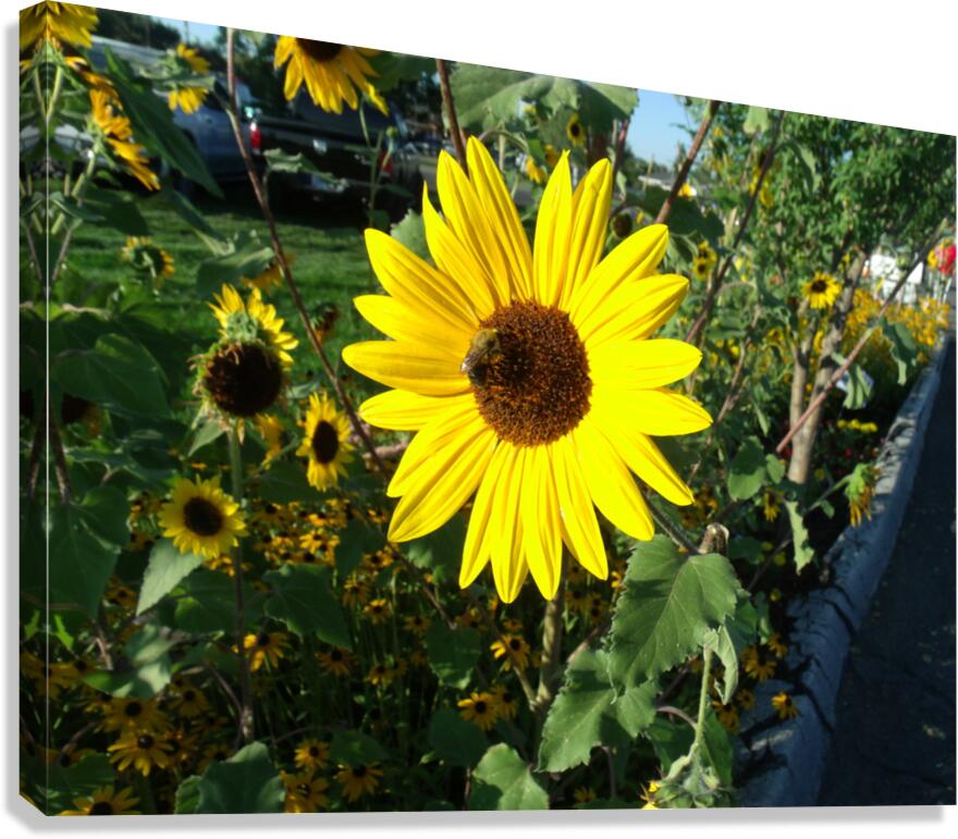 Sunflower 6 Canvas Print