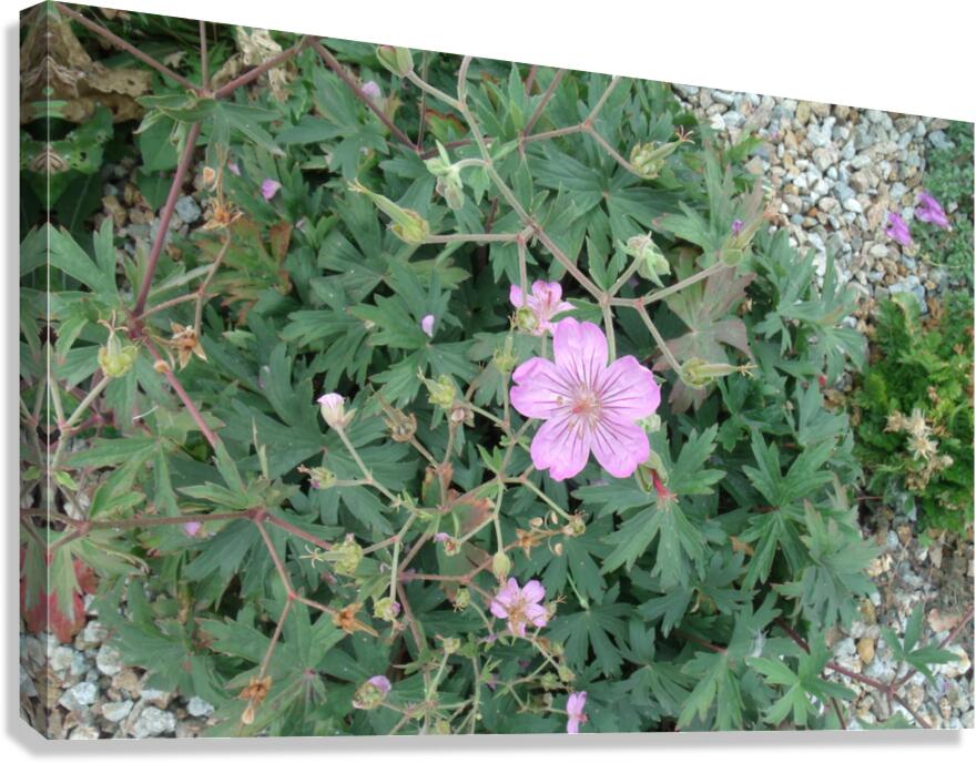 Lavender Geranium 1 Canvas Print