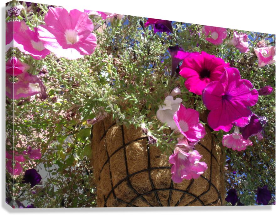 Flower Baskets 1 Canvas Print