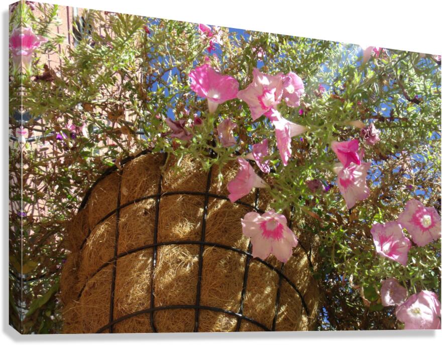 Flower Baskets 2 Canvas Print