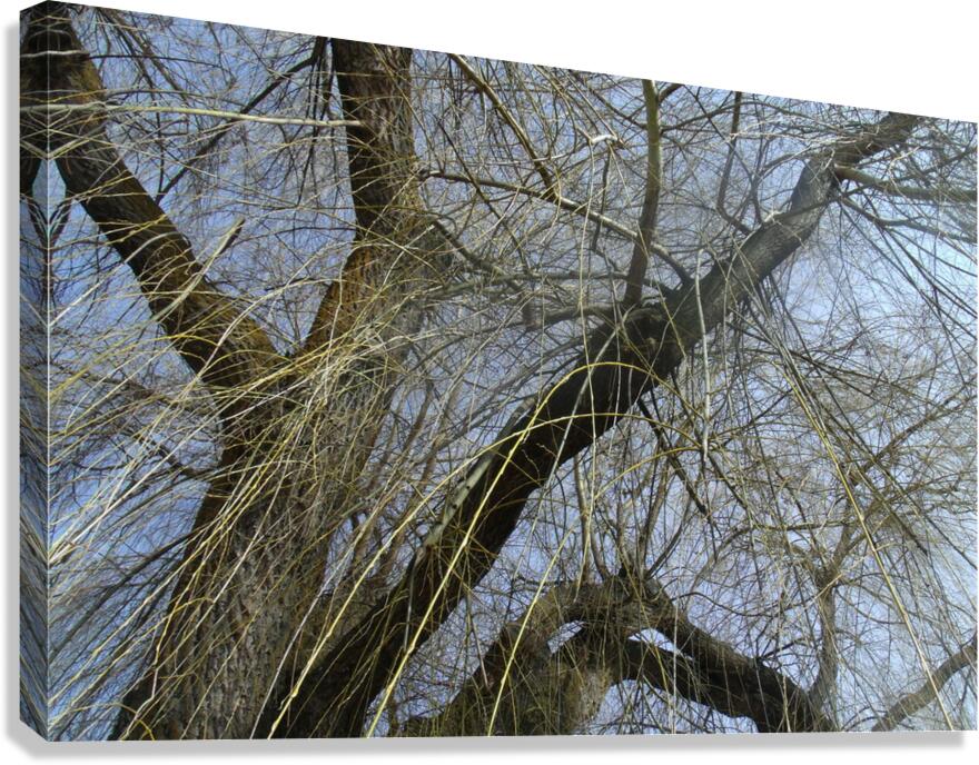  Winter Willow 1 Canvas Print
