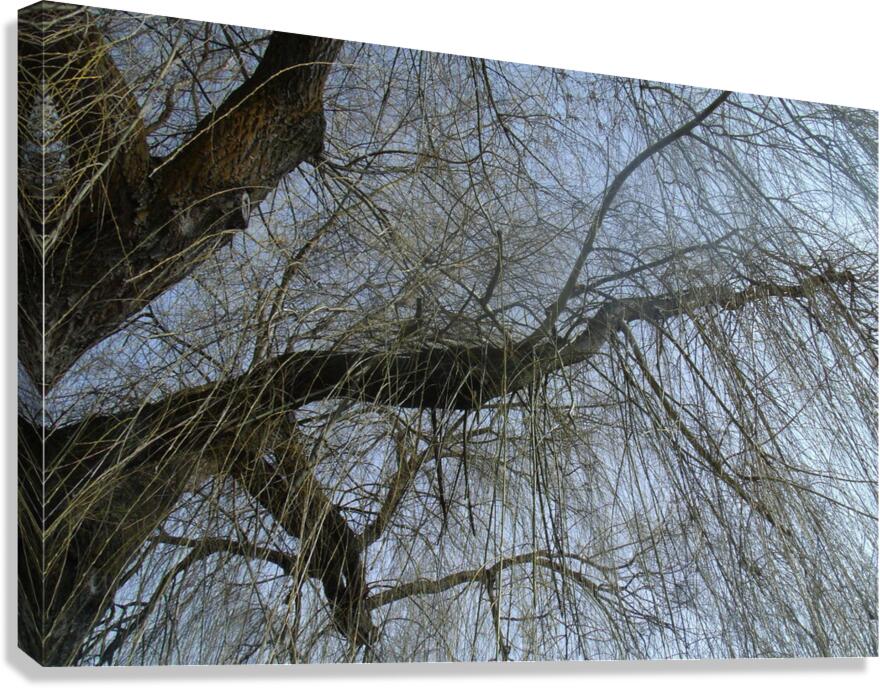  Winter Willow 2 Canvas Print