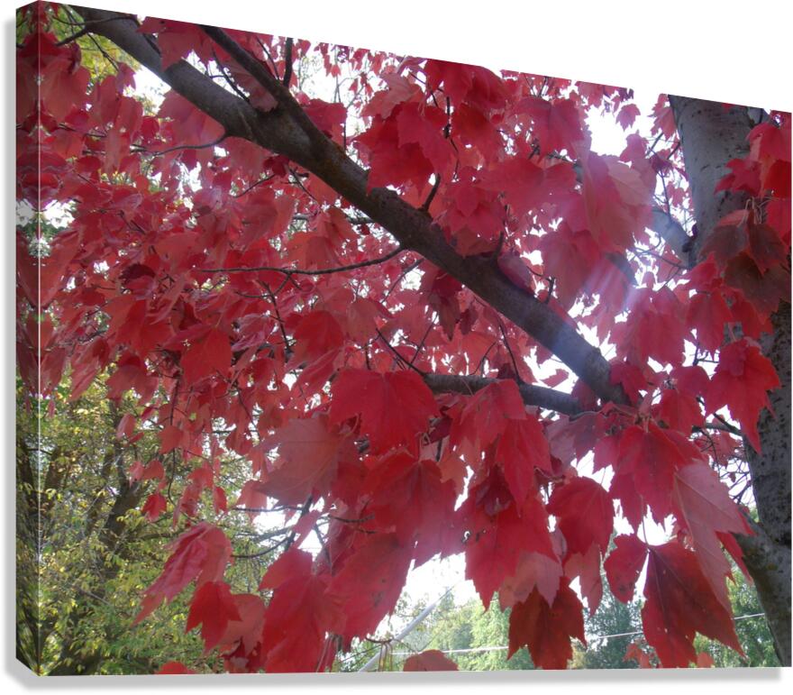 Maple Leaves 1 Canvas Print