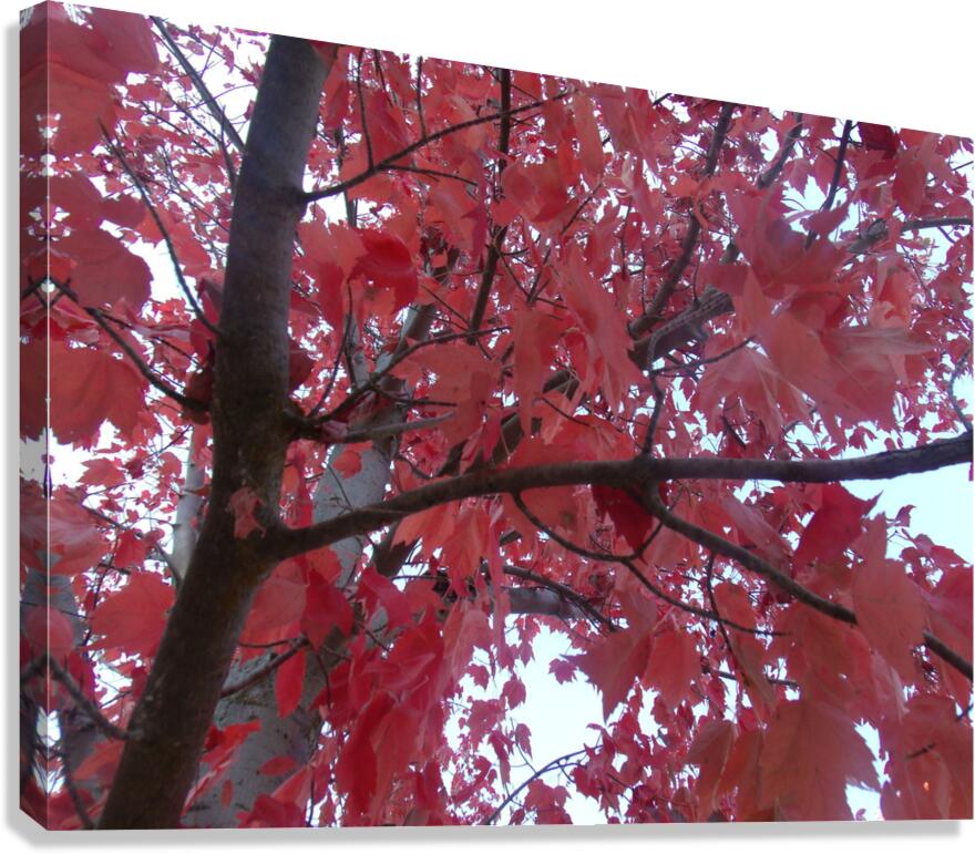 Maple Leaves 2 Canvas Print