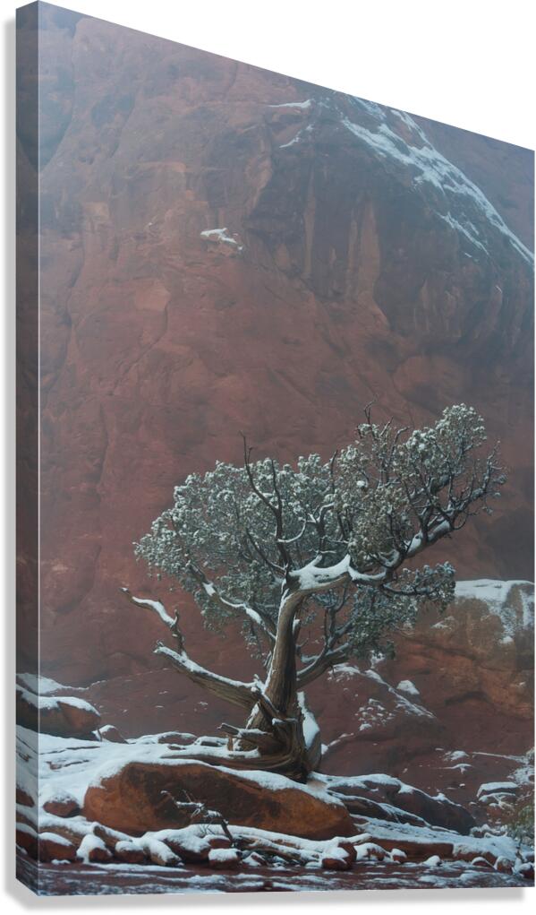 Genevrier solitaire Canvas Print