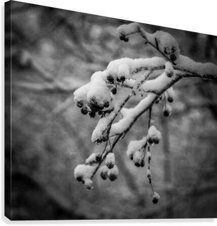 Nature 030 Canvas Print