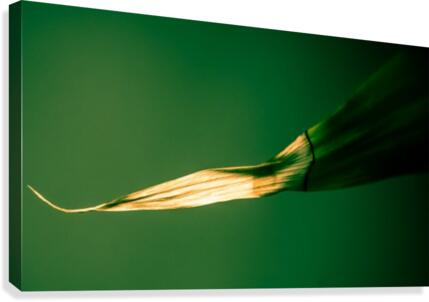 Nature 037 Canvas Print