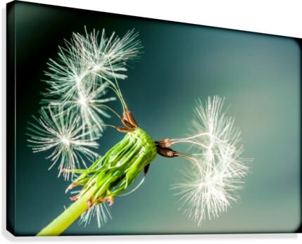 Nature 035 Canvas Print