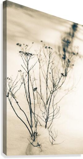 Nature 028 Canvas Print