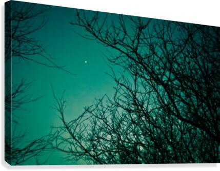 Nature 026 Canvas Print