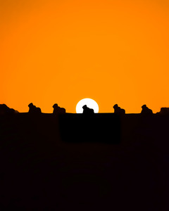 Setting Sun Meets Nandi | Silhouette | Temples of INDIA