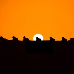 Setting Sun Meets Nandi | Silhouette | Temples of INDIA