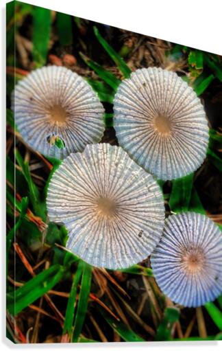 Tiny Mushrooms Canvas Print