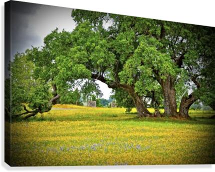 Old Baylor Oak Canvas Print