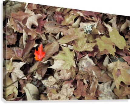 red leaf Canvas Print