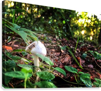 Forest Mushroom Canvas Print