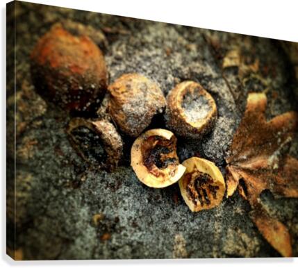 Hickory Nuts Canvas Print