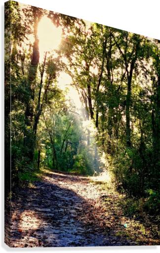Lighted Pathway Canvas Print