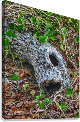 Hollow log Canvas Print