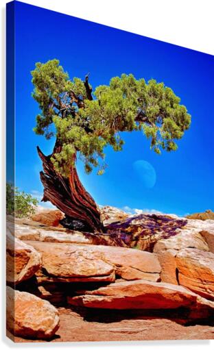 Juniper w moon Canvas Print