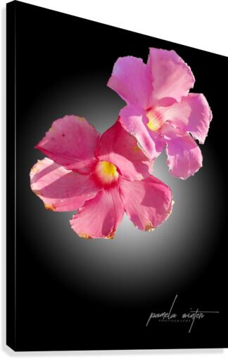 Clematis Canvas Print