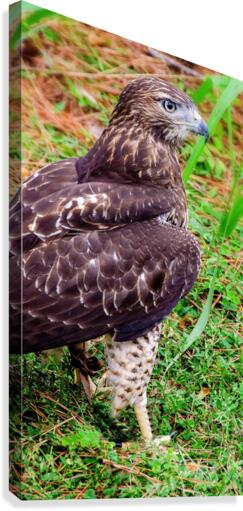 Hawk 2 Canvas Print