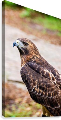 Hawk Canvas Print