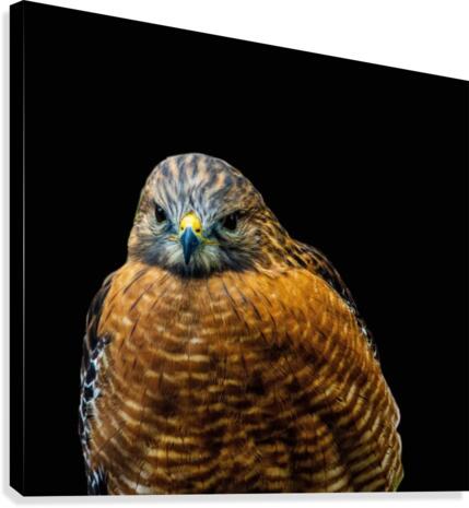 Red Shoulder Hawk Canvas Print