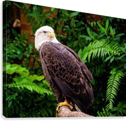 American Bald Eagle Canvas Print
